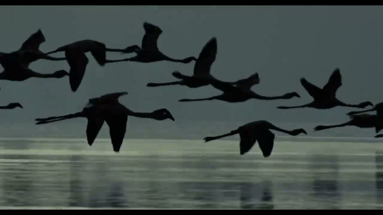 Arrival of the birds - The Cinematic Orchestra, London Metropolitan Orchestra
