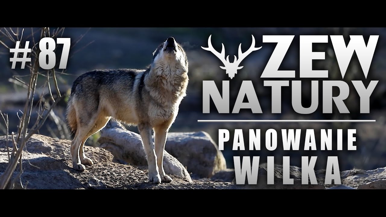 Zew Natury #87 - Panowanie wilka