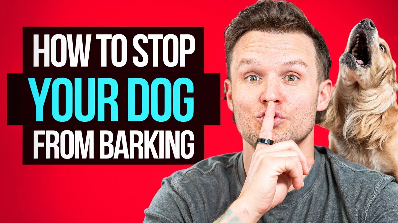 How to stop your dog from barking forever!