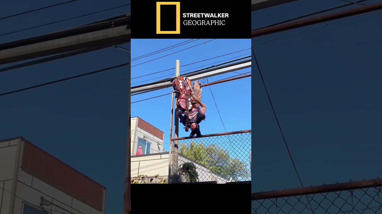 Streetwalker Geographic: Episode 65 #funnyvideos #comedy #symphony #nationalgeographic #shorts
