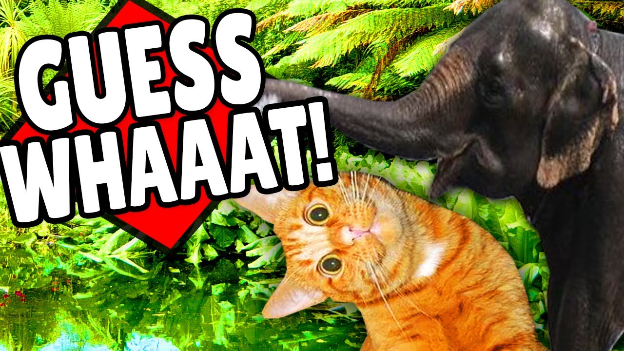 BIER AUS ELEFANTENKOT vs. KATZENURIN-LIMONADE ✪ Interaktives Faktenquiz