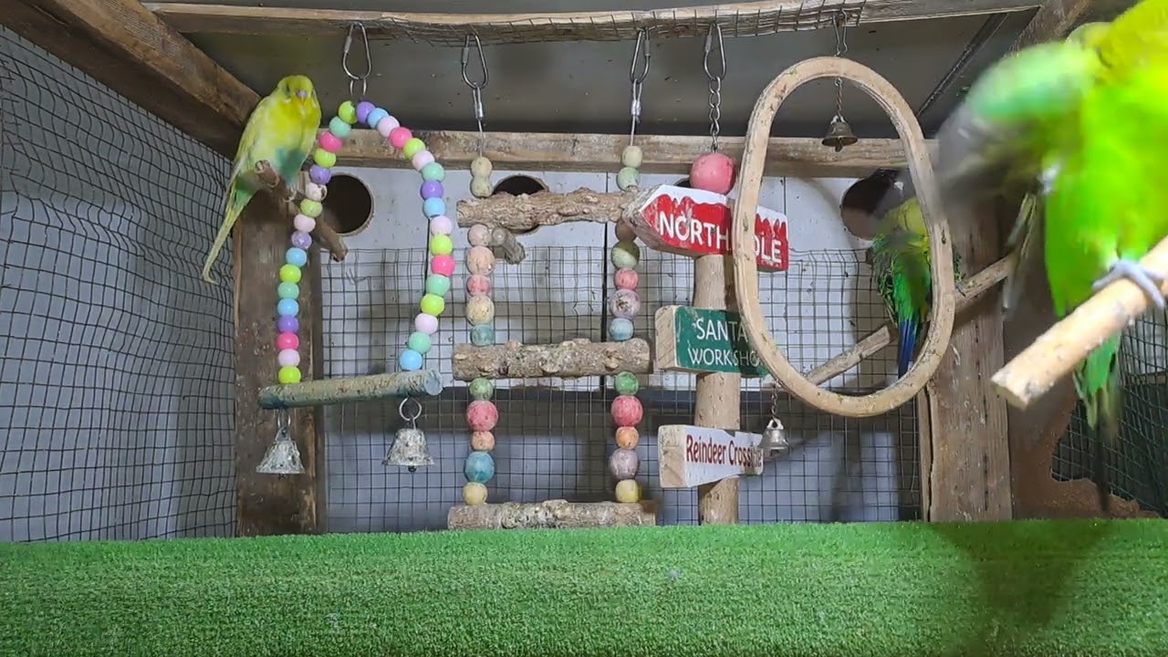 Parrot Chicks in Real Footage