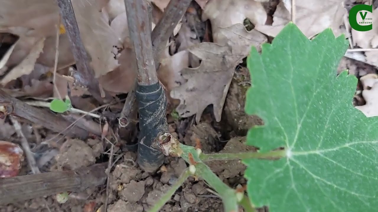 Innesto della vite a gemma dormiente a settembre (chip budding). Ecco il risultato dopo un anno