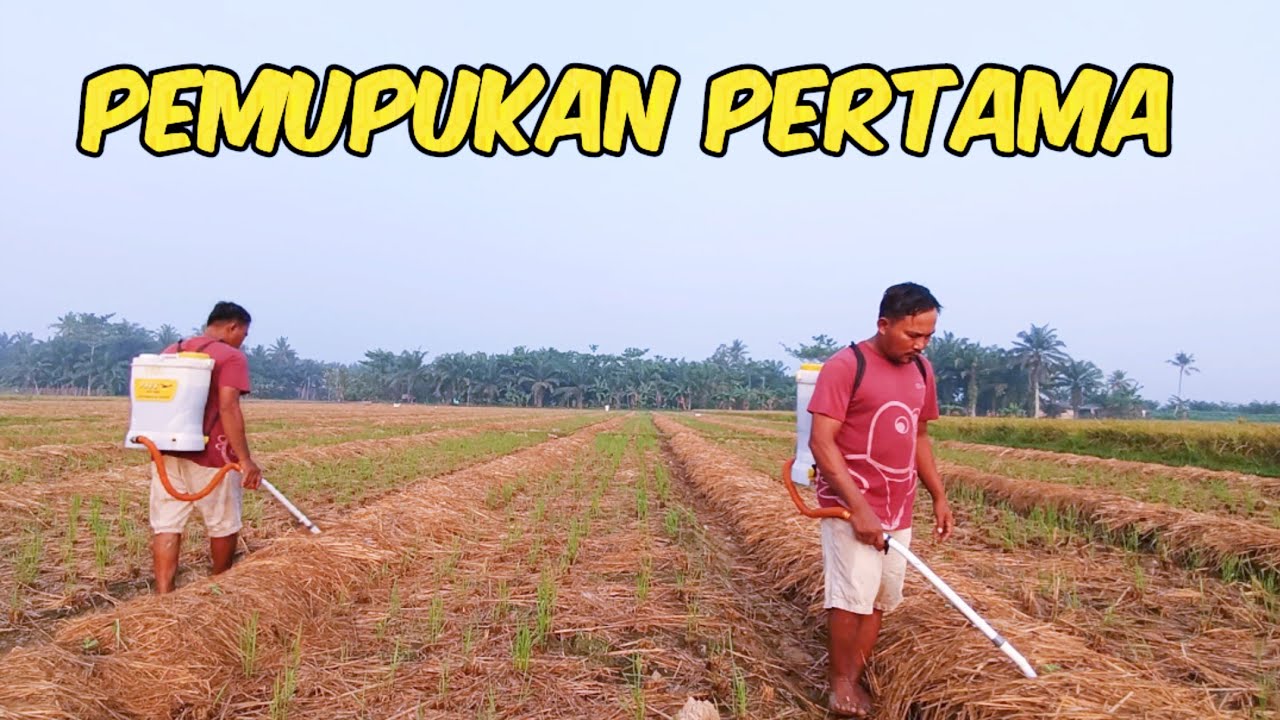 Pemupukan Kocor Pertama Tanaman Semangka Di Usia 9 (HST) #nardyshu #pertanian #semangka
