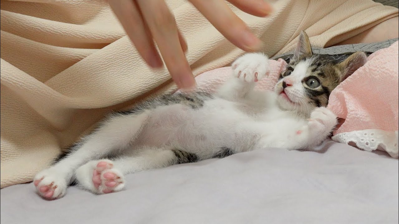 A Baby Kitten's Cute Reaction When He Saw My Hand Trick