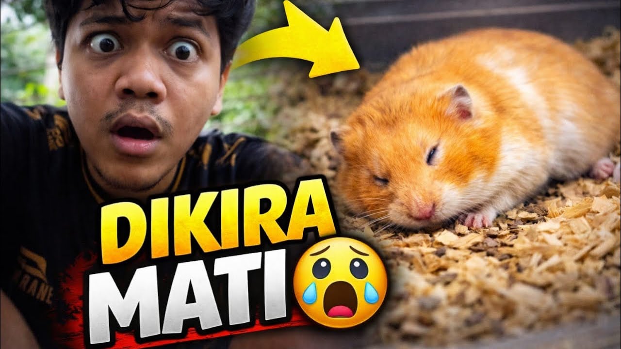 3 Bulan Vakum…Ini Kondisi Hamster Aku Sekarang 