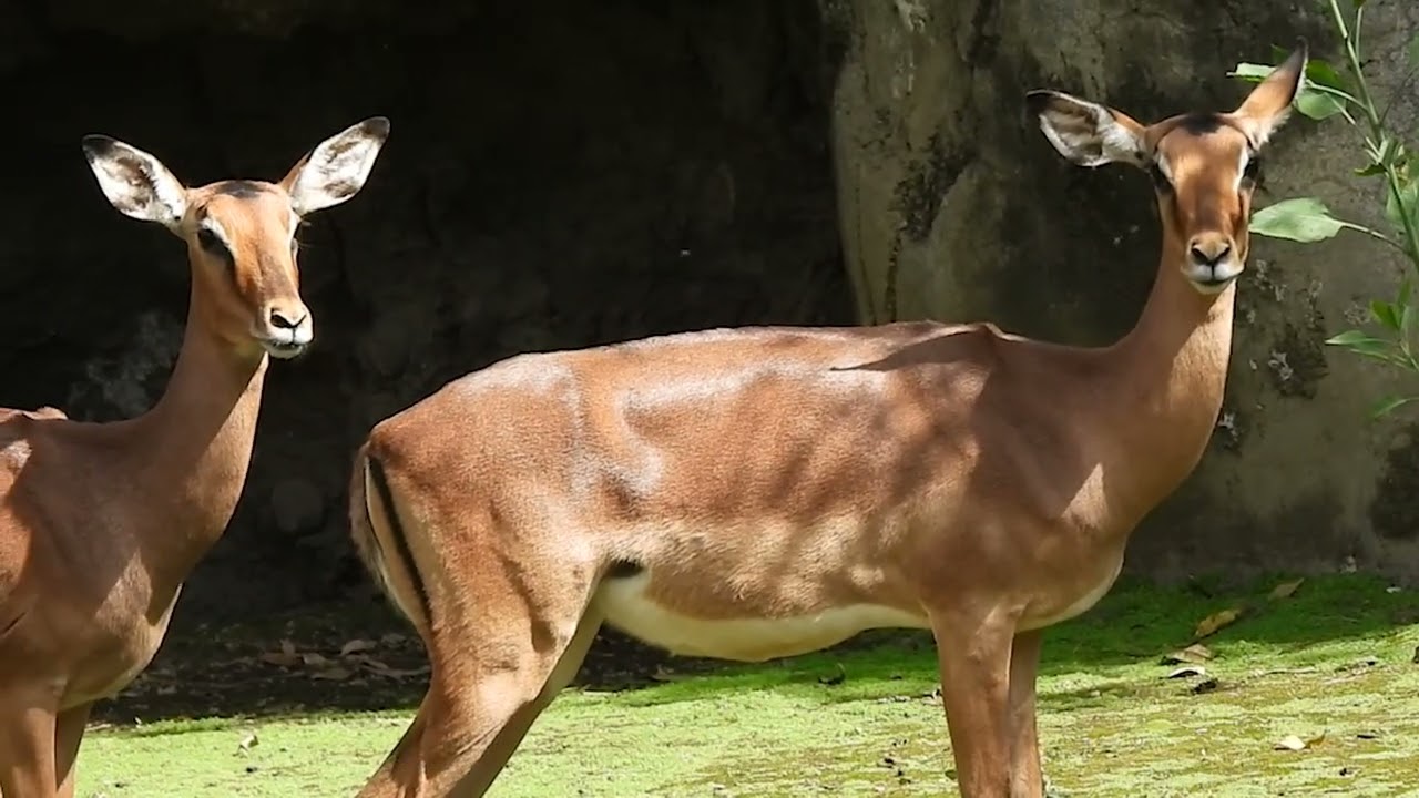 I de impala