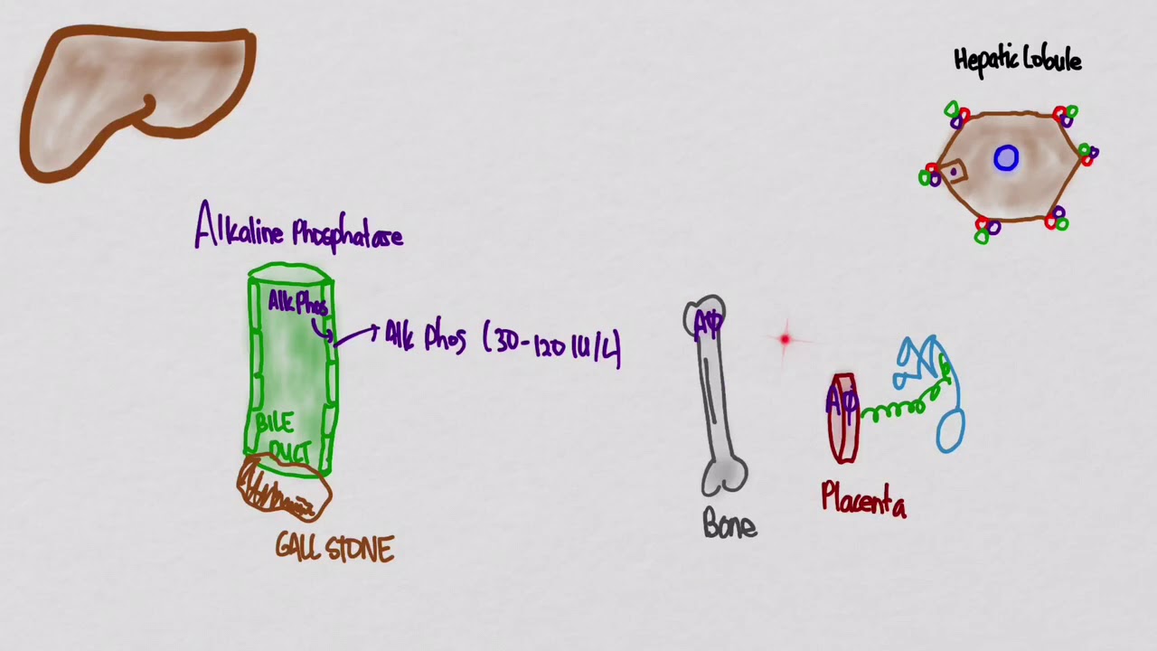 Liver Function Tests