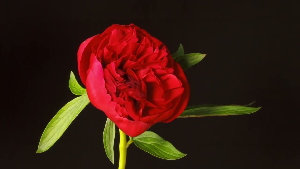Time lapse  Flowers