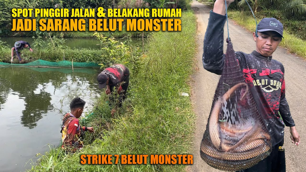 PINGGIR JALAN & BELAKANG RUMAH JADI SARANG BELUT MONSTER