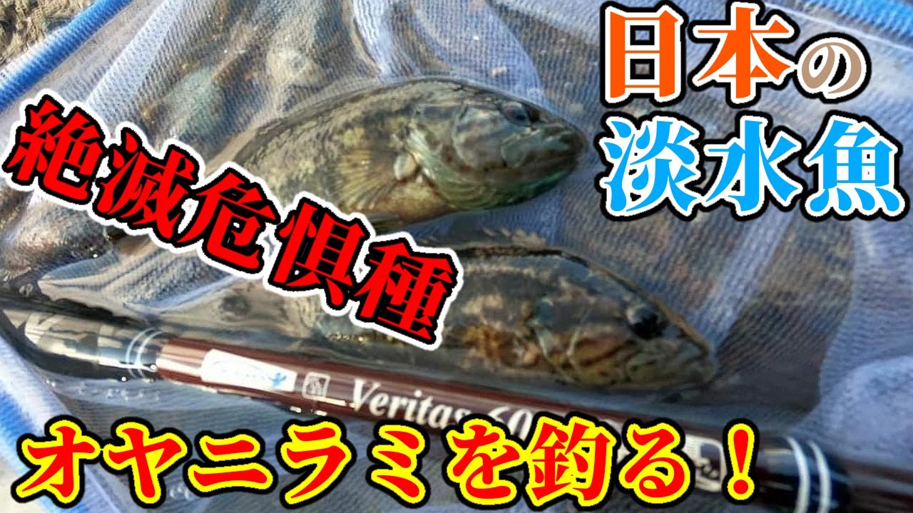 日本淡水魚オヤニラミの釣り方徹底解説！