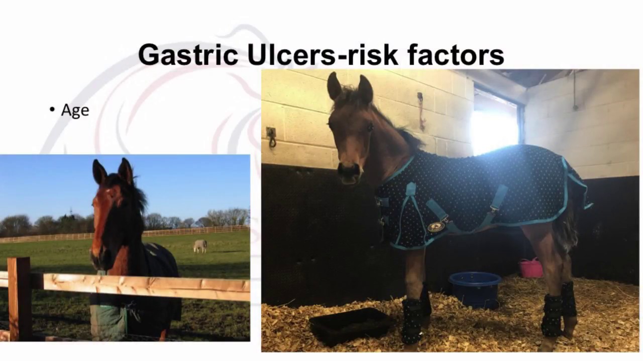 Diagnosing and treating equine ulcers in horses