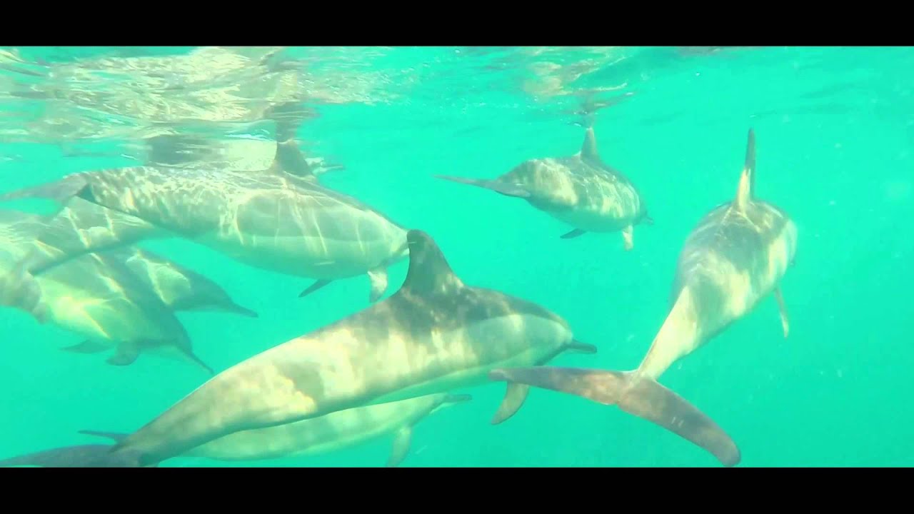 Swim with dolphins - JPH Charters, Mauritius, 2014