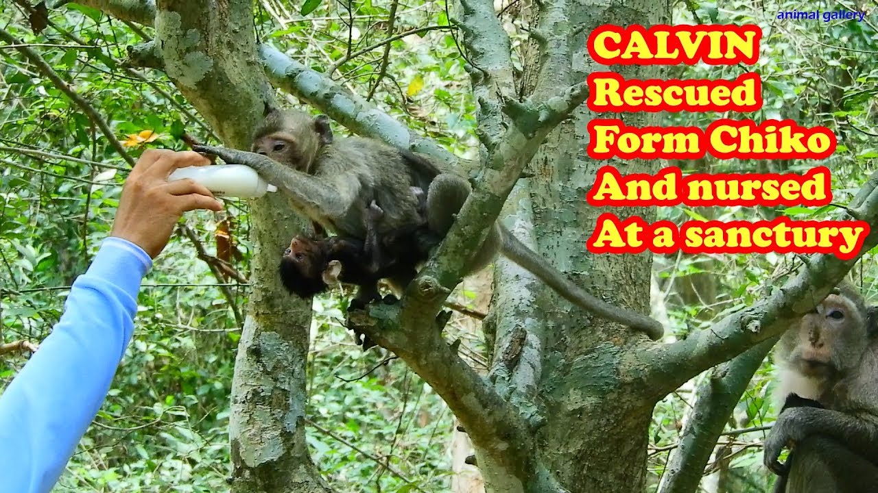 Calvin rescued from CHIKO and nursed in a Sanctuary after severe dehydration and starvation
