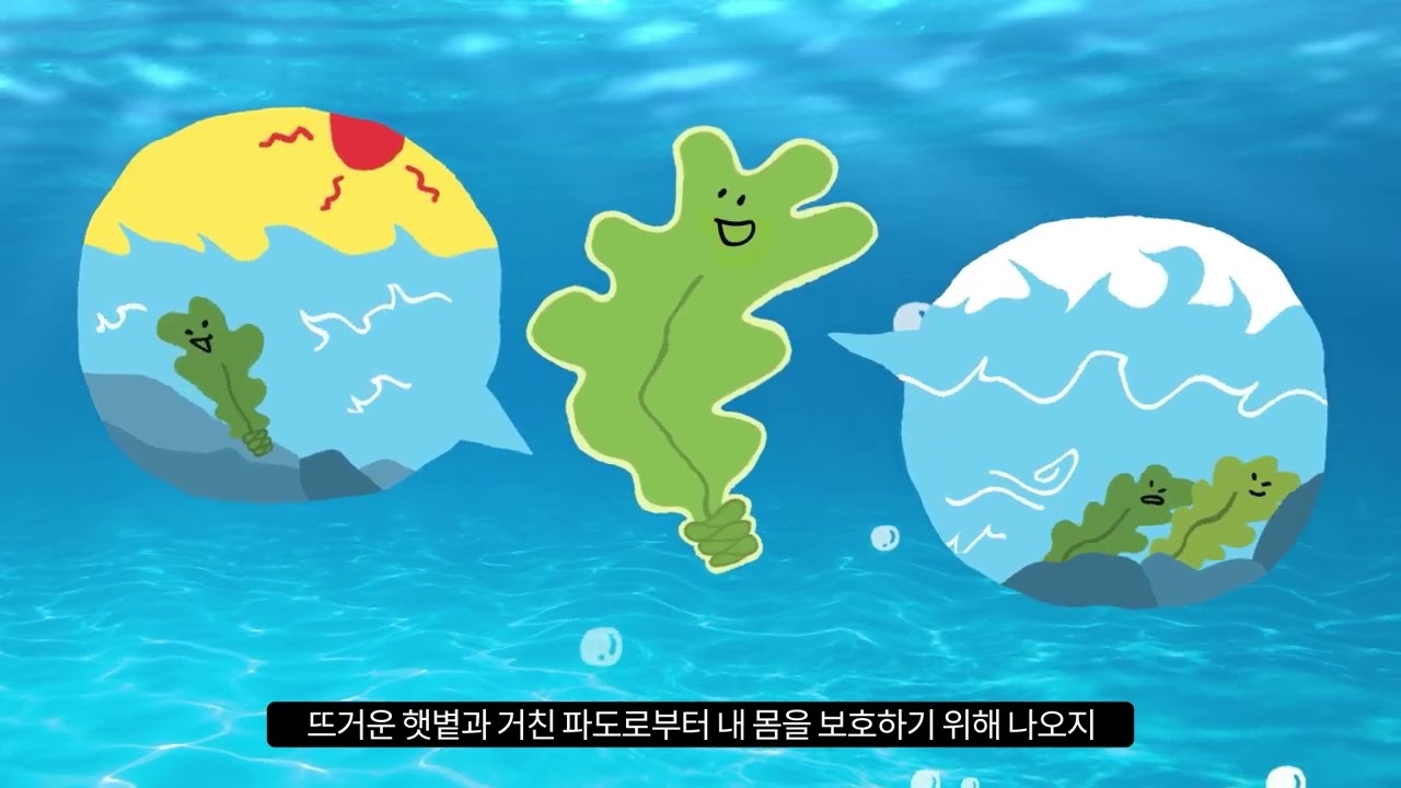 안다과학 2호2단계 도감 미역