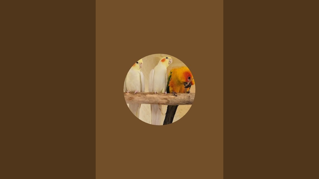 Feathery Babies is live!