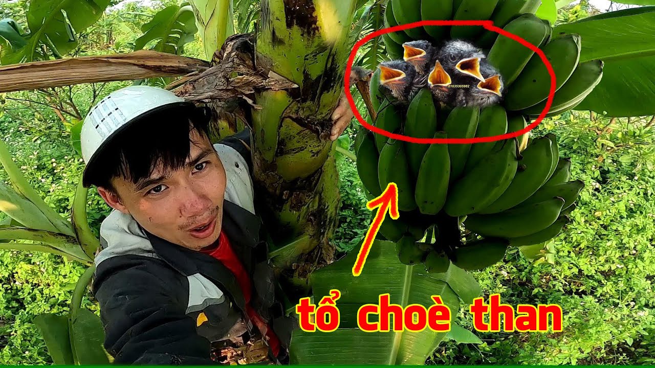 Đi tìm Tổ Chim, phát hiện tổ Choè Than trong buồng Chuối