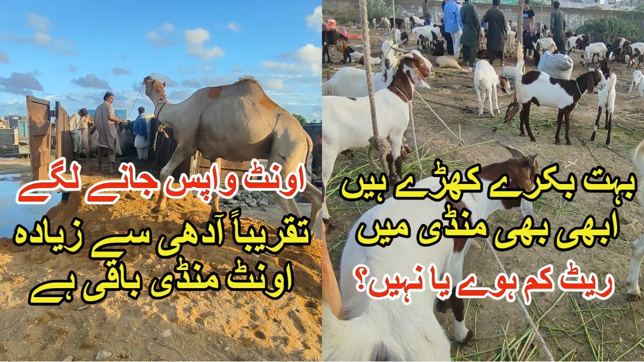 Bakra Mandi Aur Camel Mandi Ki Position | Sohrab Goth Mandi 2022