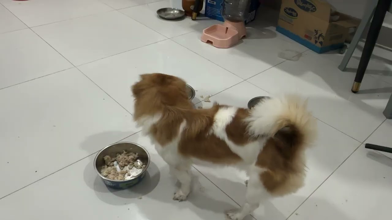 Puppy feast fun