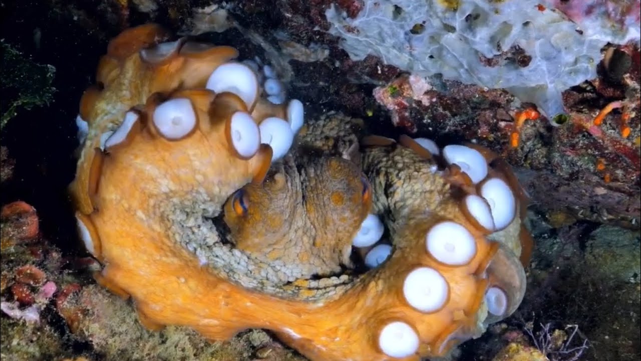 Ep 17: octopus 🐙 mating and feeding behaviour تزاوج الأخطبوط و حياته تحت الماء 