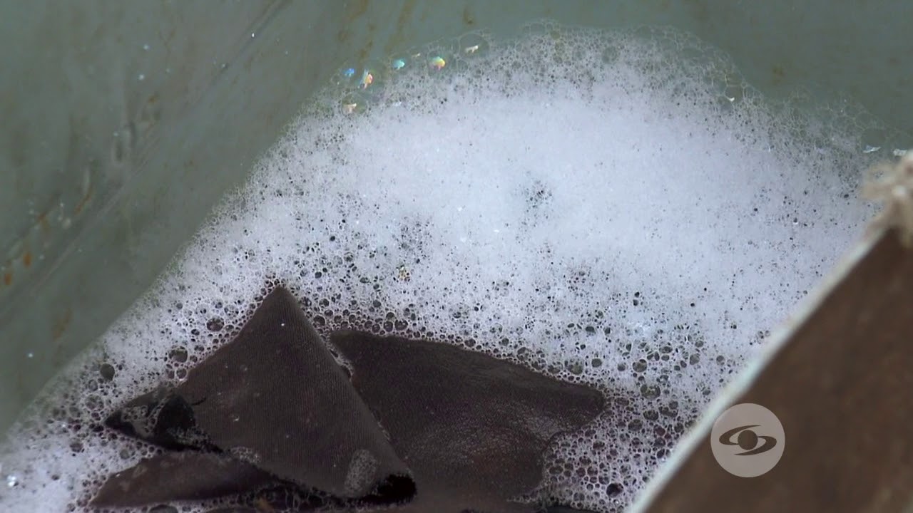 Control de mota blanca en la guayaba criolla | La Finca de Hoy