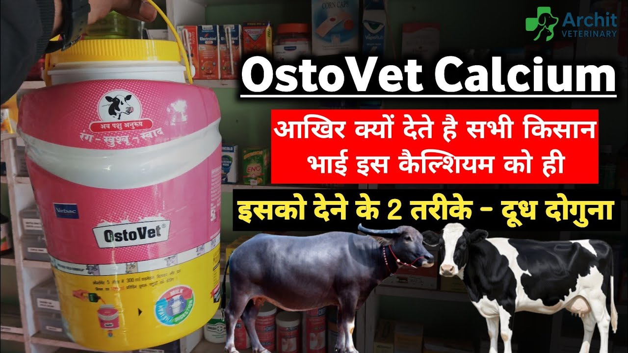 How to use OstoVet Calcium For Veterinary. दूध बढ़ाना है तो इस तरीके से पीला दो ये कैल्शियम। 😮