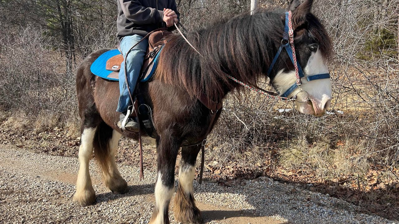 Mazi our Clydesdale gelding