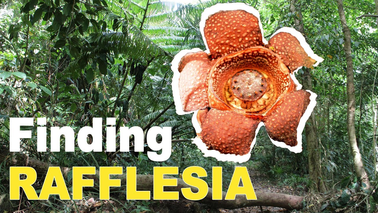 Finding the Rafflesia