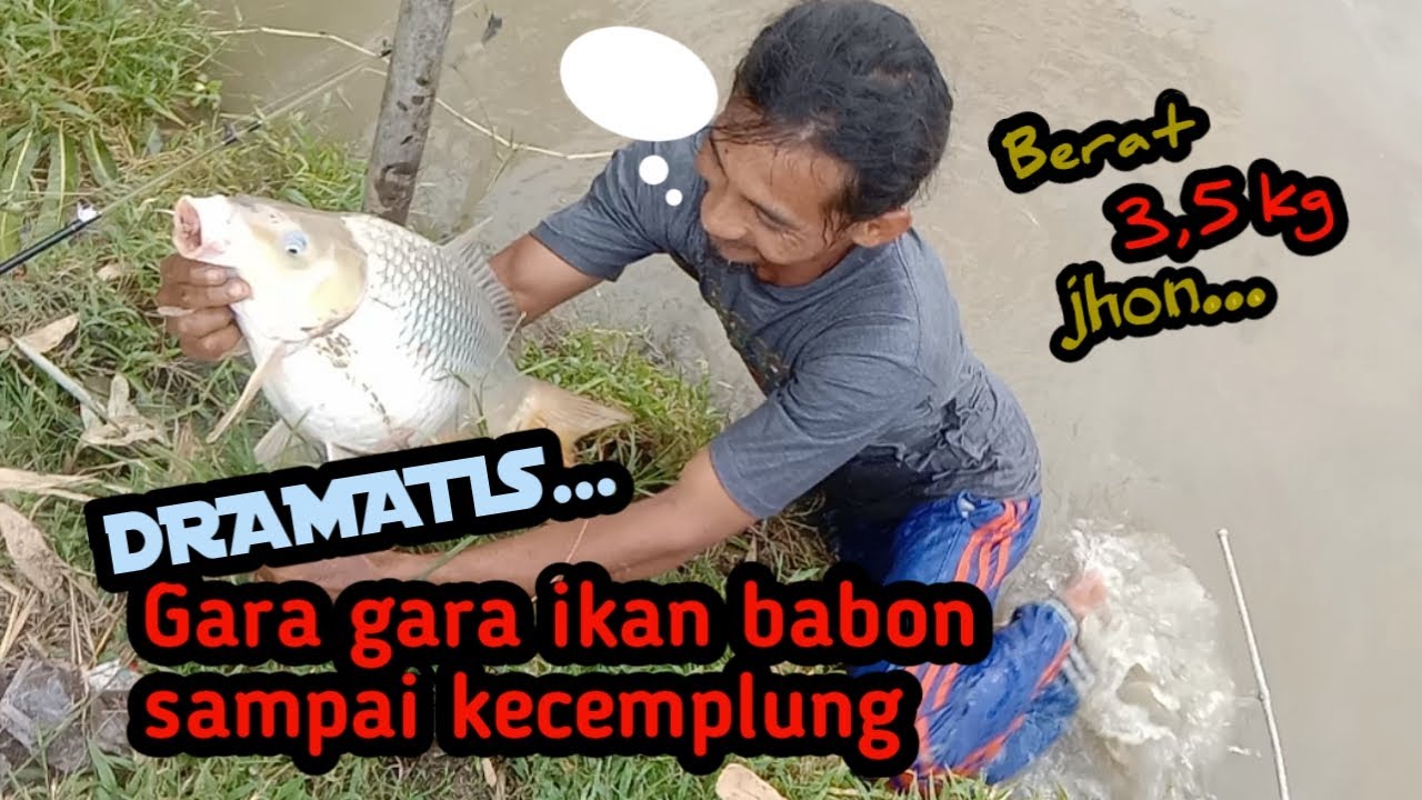 PENYELAMATAN IKAN BABON YANG SANGAT  MENEGANGKAN