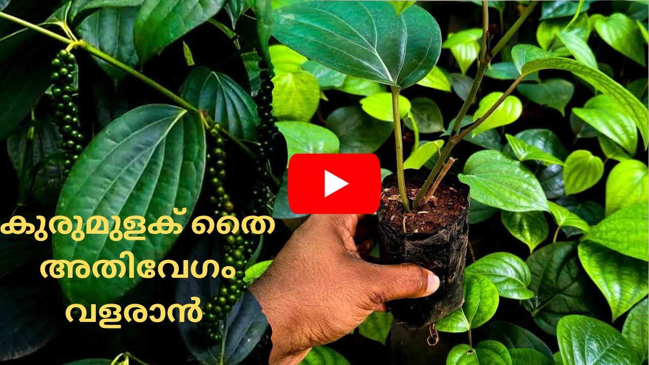കുരുമുളക് തൈകൾ വേഗത്തിൽ വളരാൻ ഈ വളം പ്രയോഗിക്കൂ | Pepper Plant Care & Fertilizer Tips