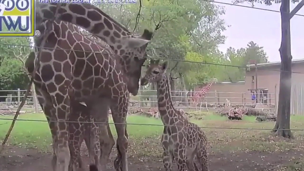 Let’s play tag!! Elizabeth & Konza the giraffes play at Topeka Zoo