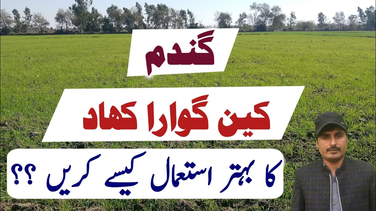 Using of CAN gwara fertilizer in wheat crop || Crop and Weather