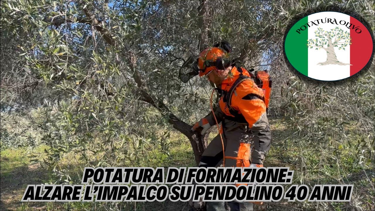 ⛔️L’errore N.1 della potatura dell’olivo: non terminare la potatura di Formazione