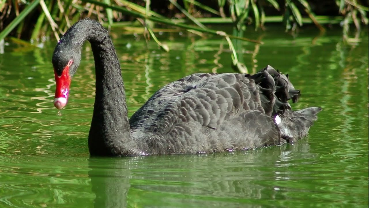 AMAZING BIRD - Black Swan Sounds Effects! Video On The Sounds Black Swan Make!