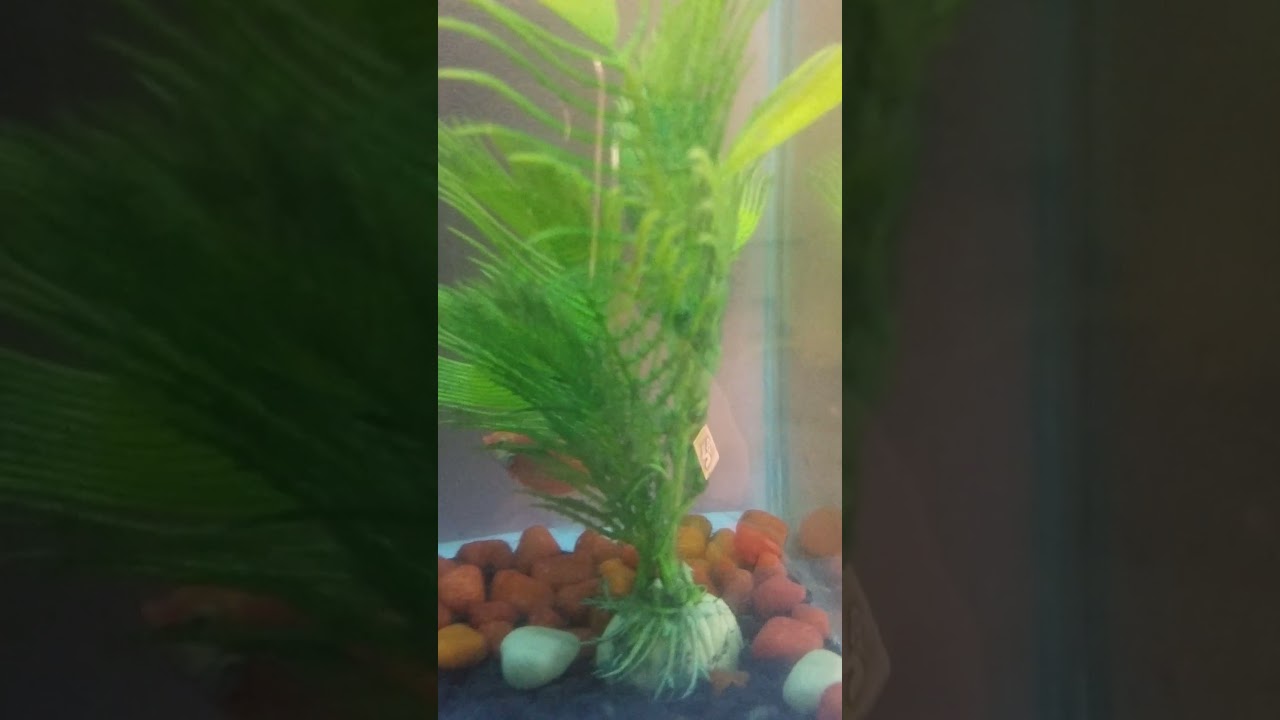 #Gourmi,wido,Tigerbarb🦞