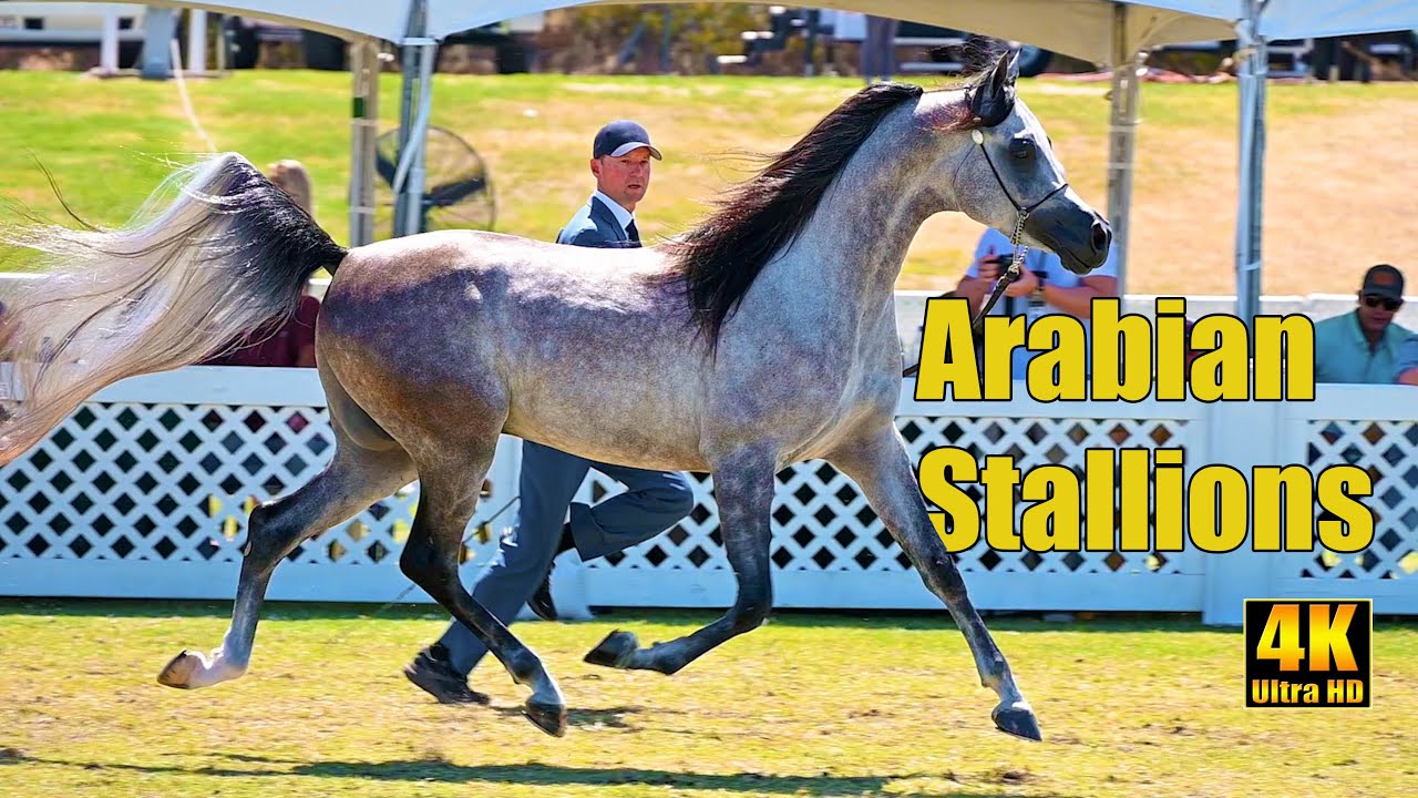 Выставка лошадей Arabian Breeders World Cup Horse Show - Jr Stallion Supreme Champ