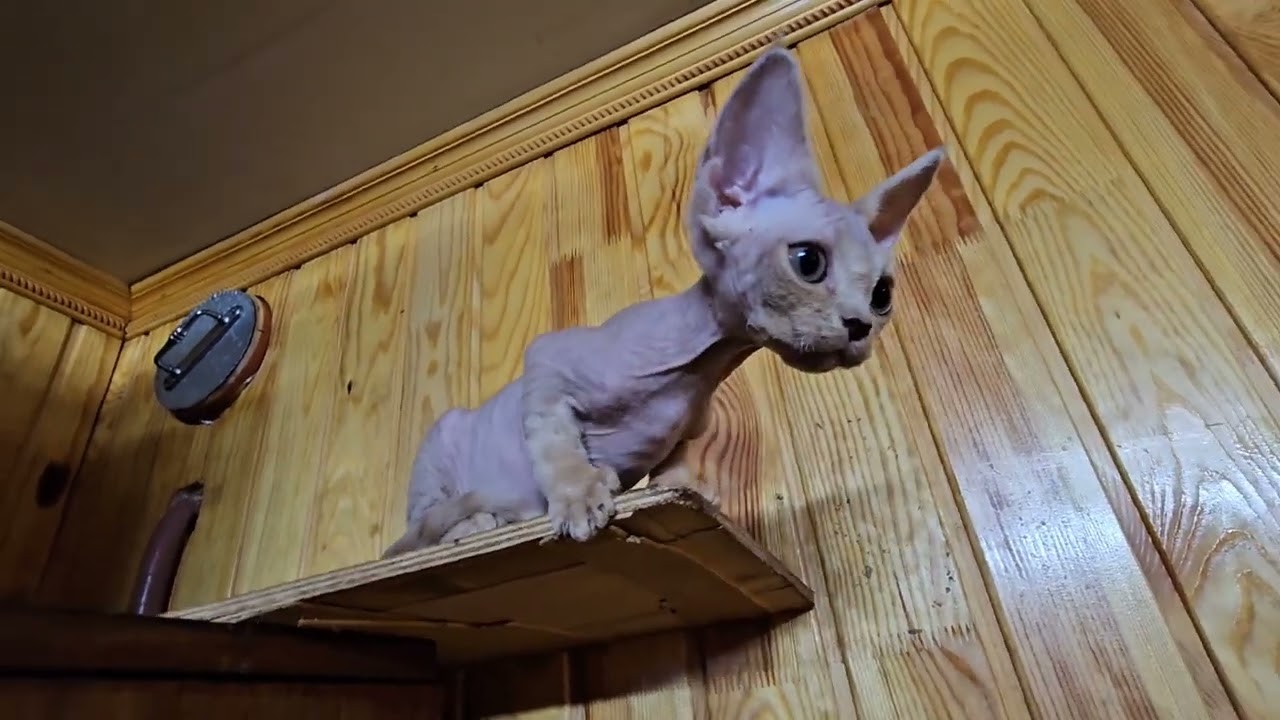 Котята девон рекс, Вася ревнует, её все боятся 🤣