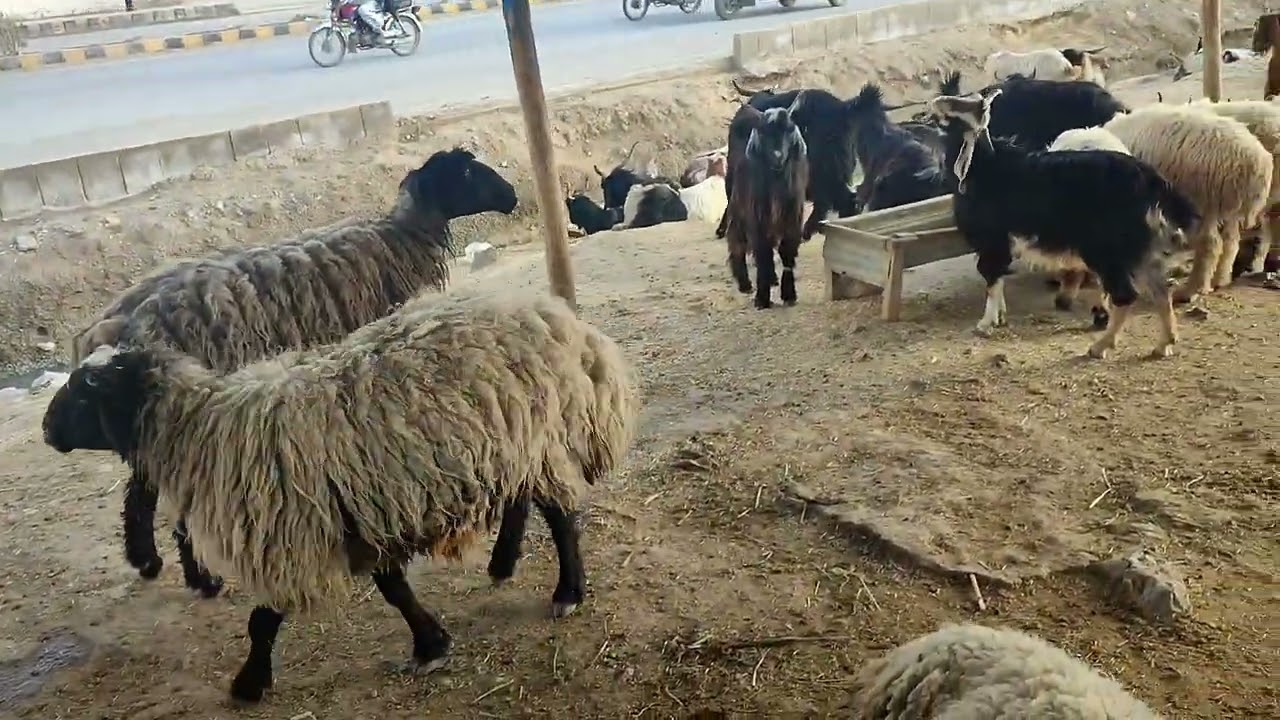 Quetta Bakra Mandi