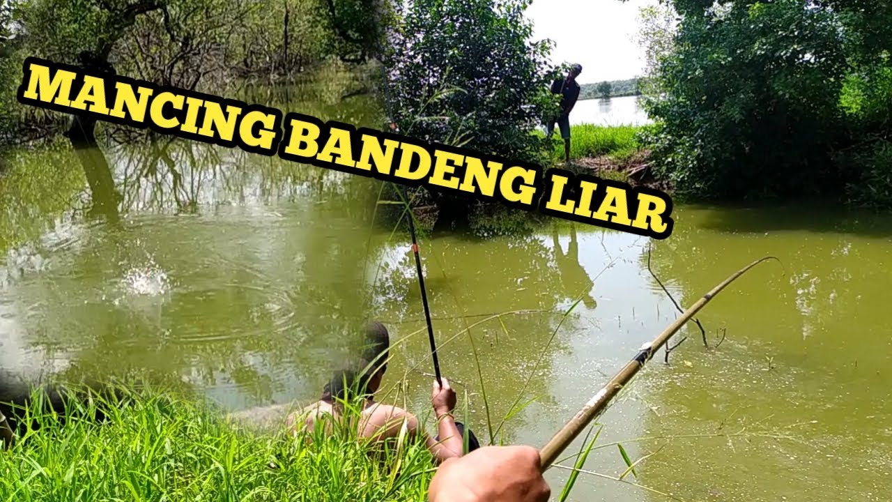Umpan Sederhana Mancing Bandeng Liar di sungai sidoarjo