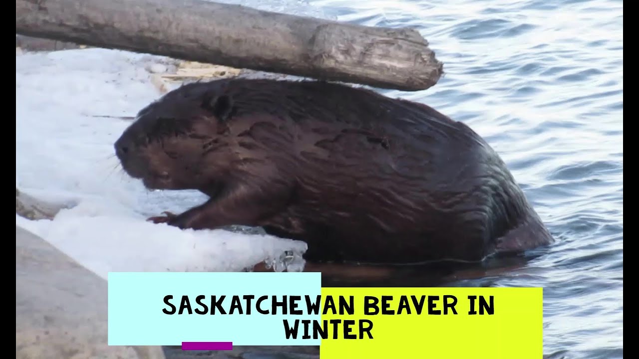 A Beaver in Winter in Saskatchewan
