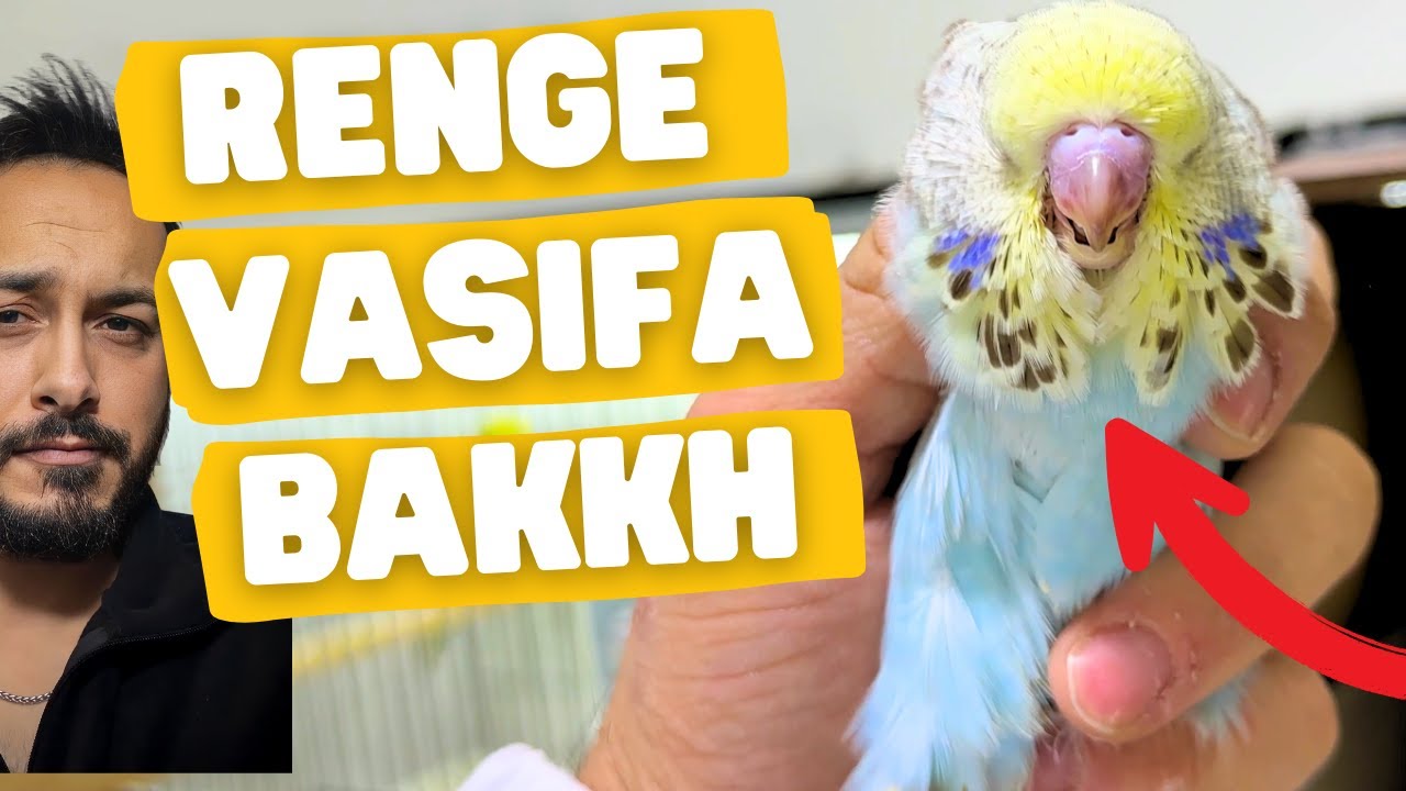 ÜST VASIF SHOW JUMBO ÜRETİMHANE GEZDİK ! YENİ YAVRULAR 