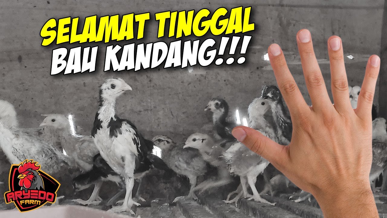 Cara MENCEGAH/MENGATASI BAU KANDANG AYAM | Tutorial Penyemprotan EM4