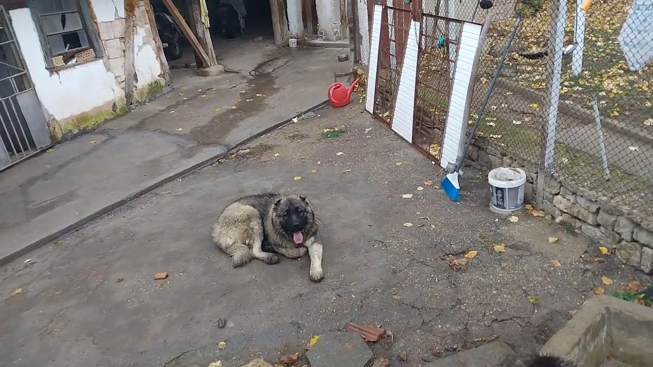 Kavkaz#çoban köpekleri#