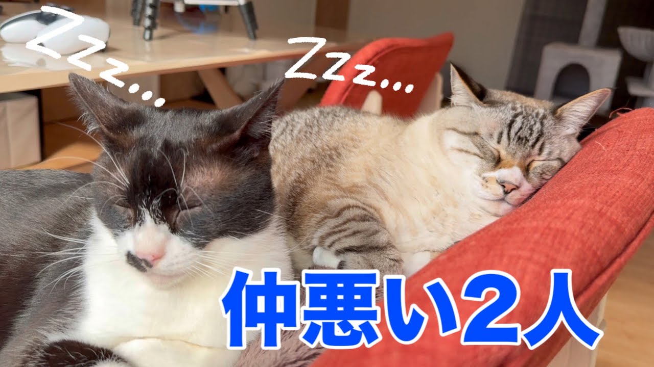 離れたあともついて行く猫…関係性が変わった瞬間