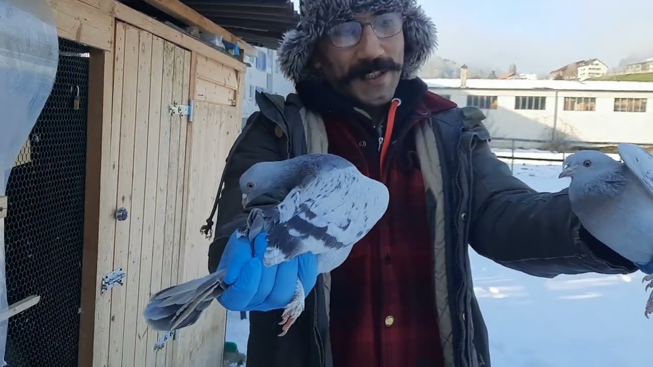 Güvercin ucumu sinekli sabuniler kis kar .ucuma devam 