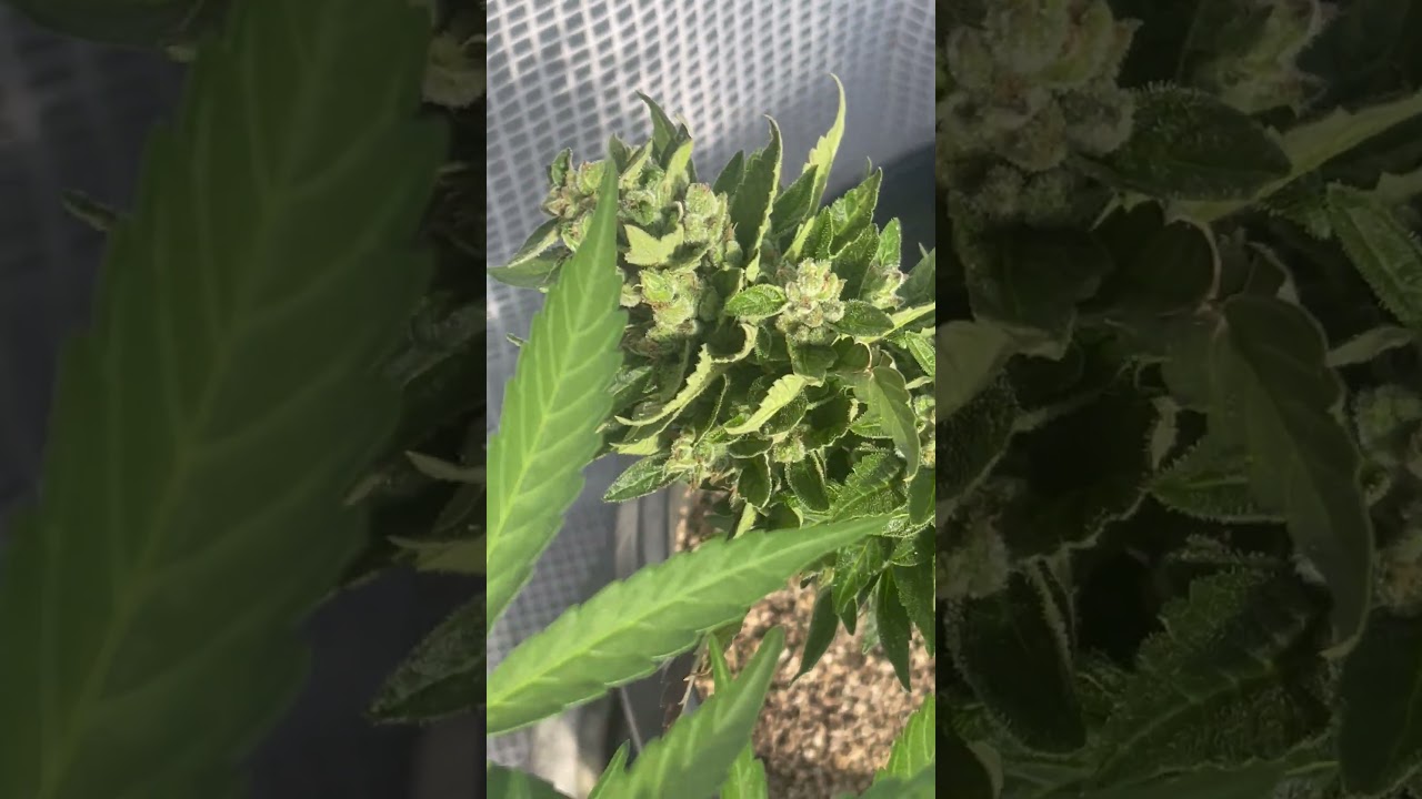 AUTO FLOWER GROW 1 (PROP 215) LEGAL GROW