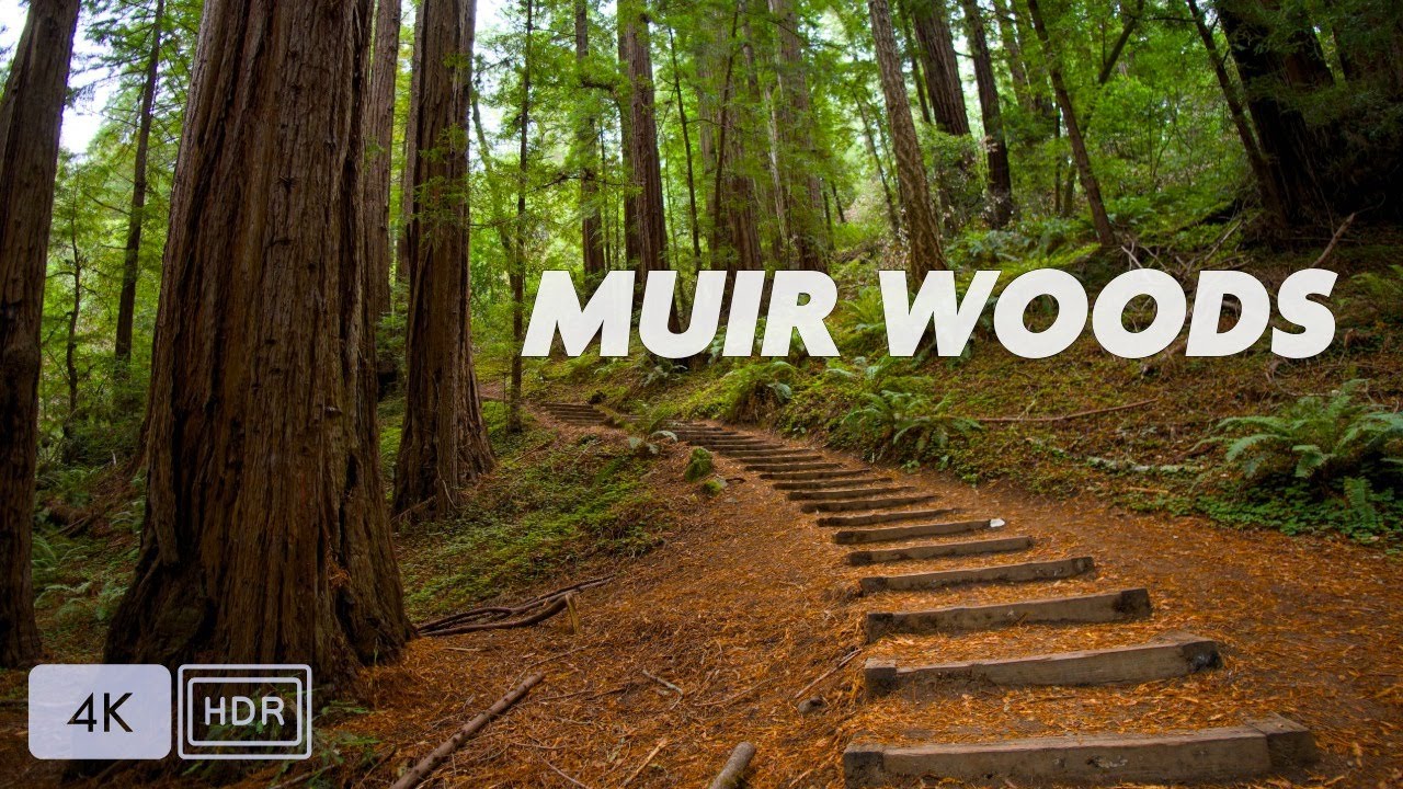 Muir Woods morning hike through the redwoods | Mill Valley, CA 4K
