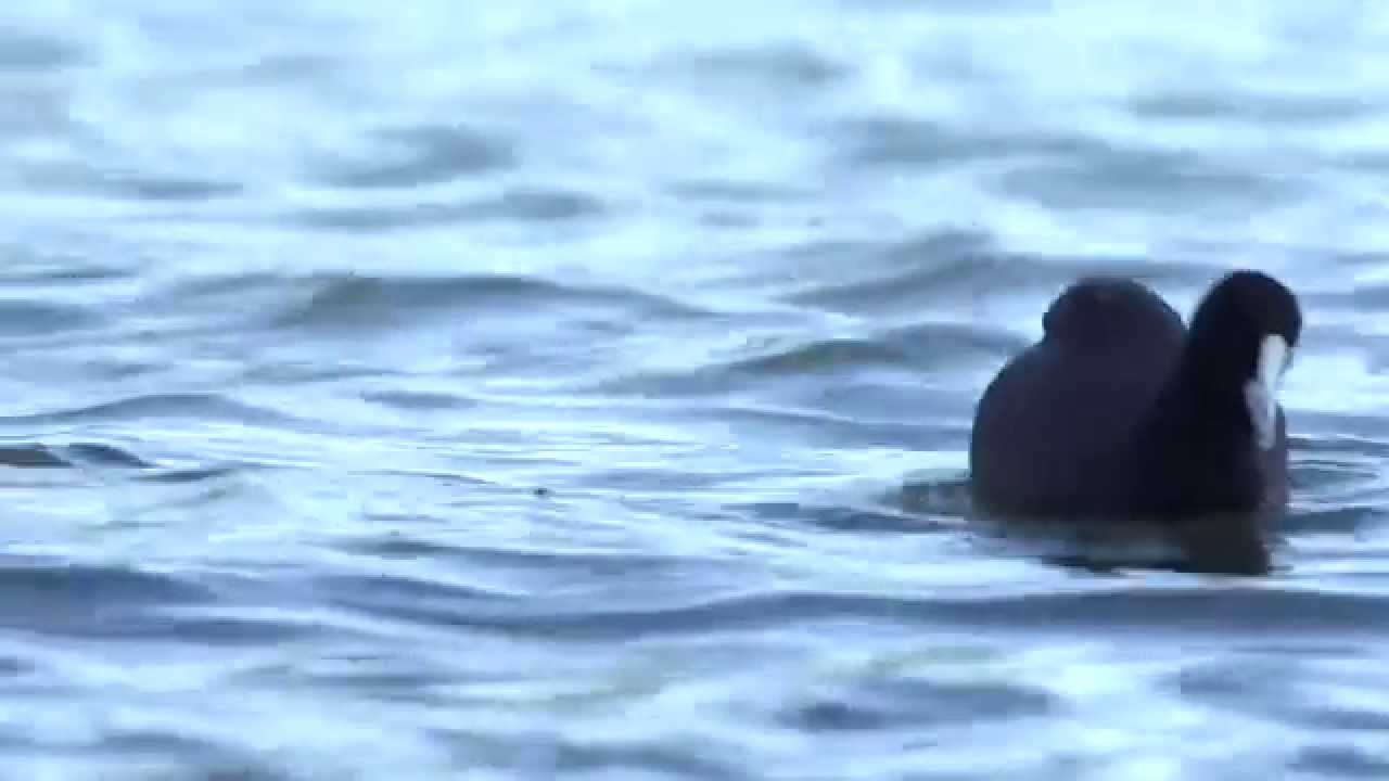 5.2 Eurasian Coot (Non-game species)