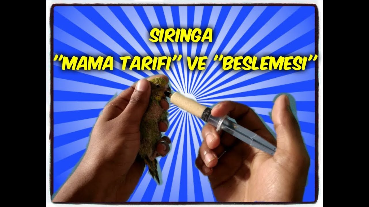 YAVRU MUHABBET KUŞU ŞIRINGA MAMA TARİFİ ve YAVRUYU BESLEME ŞEKLİ