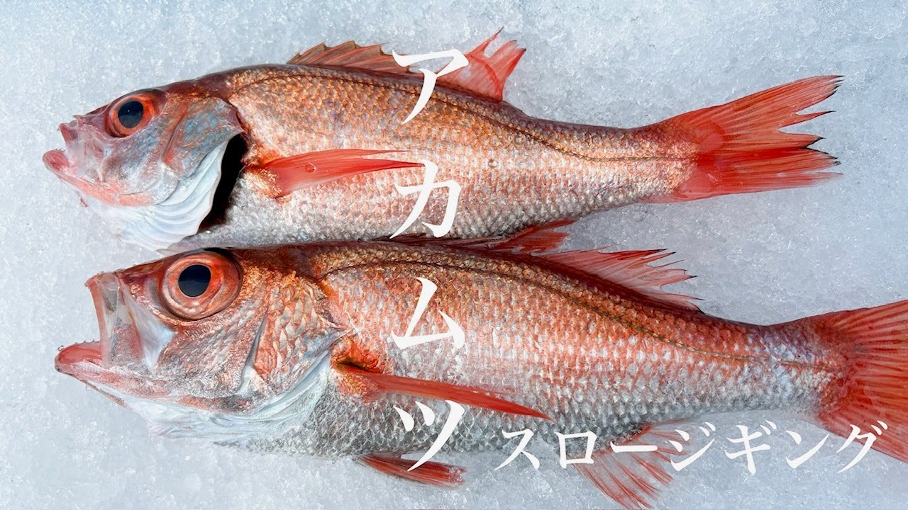 高級魚 アカムツ！ 中深海スロージギング　釣り、のどぐろ